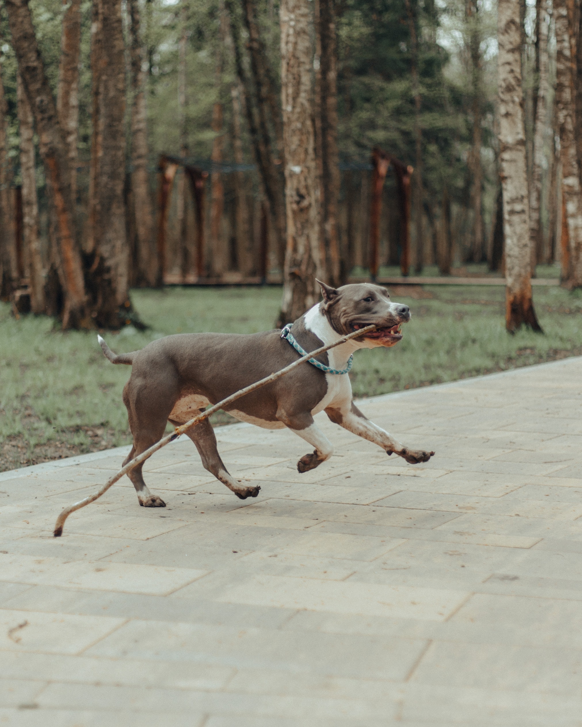 Conoce al American Staffordshire Terrier: Historia, características y personalidad